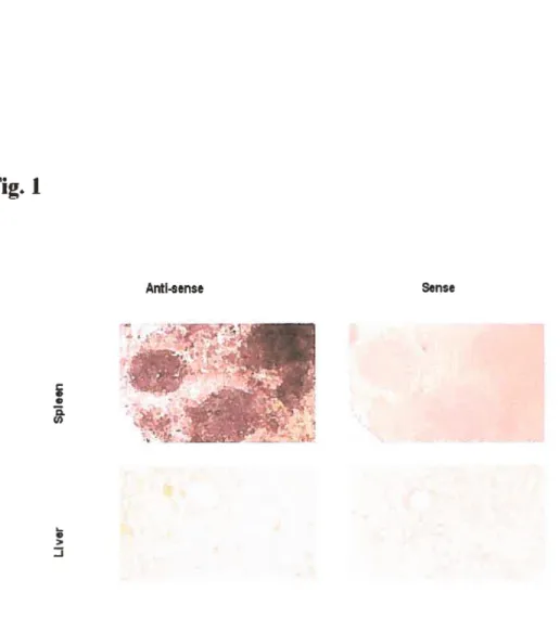Fig. I V V Q. w V > J Antsense FIGURE LEGENDS Sense