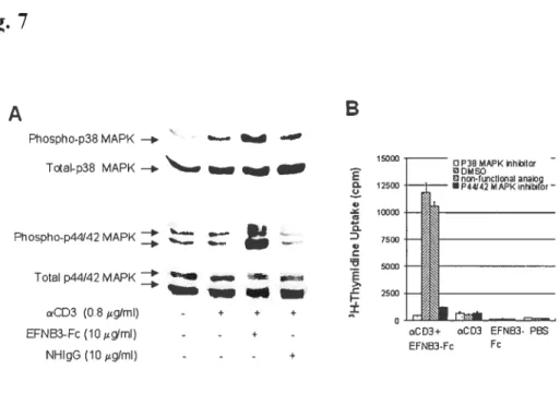 Figure 7. Activation ofp38 MAPK andp44/42 MAPK in T celis by solid phase EFNB3-Fc B. hnmunoblotting oJp38 andp44/42 MAFK