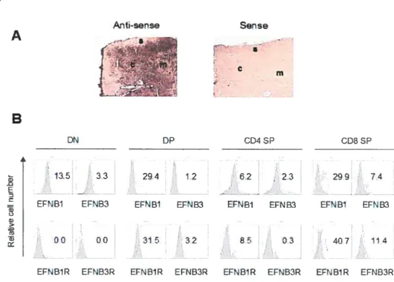 FIGURE LEGENDS Fig. 1 Anti-sense Sense A fl.,. • B DN DP CD4SP CD8SP 13.5 33 29.4 1.2 6.2 2.3 ‘ 29.9 7,4