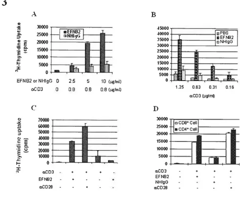 Figure 3. EfNB2R crosslinking enhances the T-cell response to 1CR stimulation