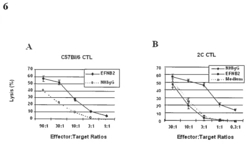 Figure 6. Effect ofsolid phase EFNB2-fc on CTL developrnent