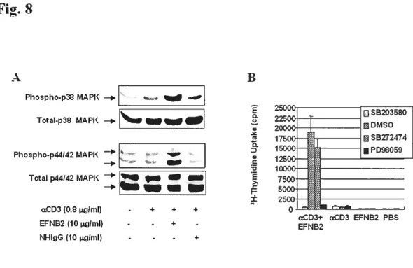 figure 8. Activation ofp38 MAPK andp44/42 MAPK in Tcells by soÏid phase EFNB2-fc