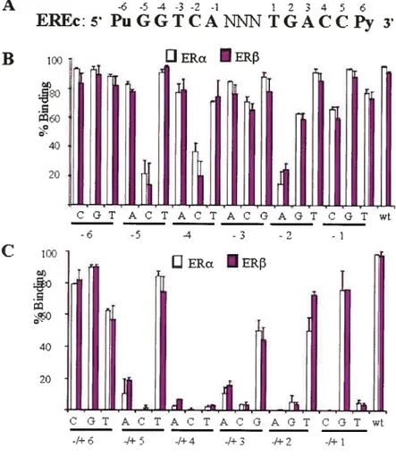 Figure 1 A B C -6-54-3-2-1 1 2345 6 EPEc:sPuGGTCAISJNNTGACCPy3100tS)60C-4020100 2 40 20 OERa IERf C G T A C T A C T A C t3 A G T C G T wt -1+6 -1+5 -1+4 -1+3 -/+2 -1+1