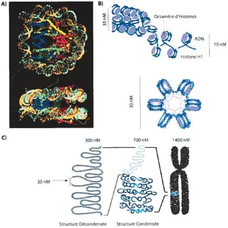 Figure 6 Structure de la chromatine. A) Nucléosome formé d’un octamére d’histone, H2A, H2B, 2XH3,