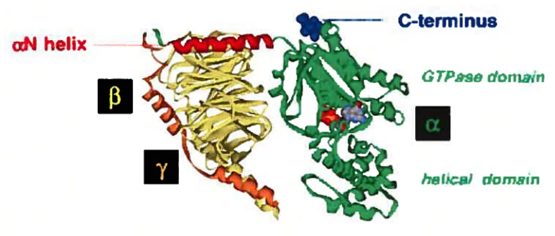 Fig. 4: Structure tridimensionnelle d’une protéine G hétérotrimérique (GŒjI3iy2) sous