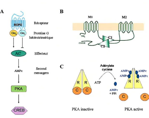Fig. 6: Les acteurs de voie de l’adénylate cyclase: A) Exemple d’une voie classique, linéaire, de signalisation