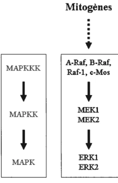 Fig. 7: Cascade de signalisation de la voie MAPK, à gauche, modèle séquentiel très conservé d’activation des MAPK chez les eucaryotes; à droite, les kinases correspondantes, impliquées dans la stimulation de voie ERK1/2 chez les mammifères