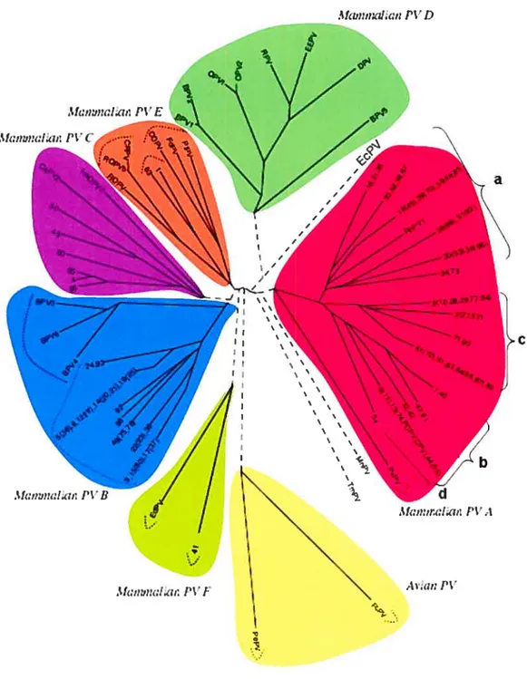 Figure 1: Classification phylogénique des papillomavirus basée sur les protéines fi et f2