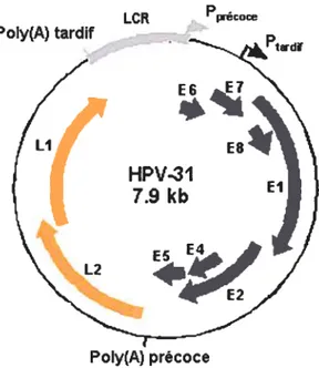 Figure 2: Organisation du génome viral du HPV31. Le génome viral peut être