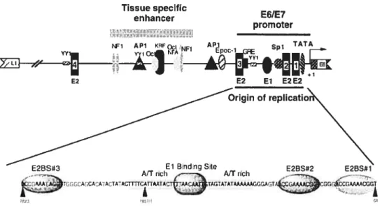 Figure 3: Organisation de la longue région contrôle des HPV génitaux. Le génome viral contient une longue région non codante impliquée dans la régulation de l’expression des gènes viraux et dans l’initiation de la réplication