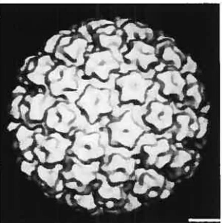 Figure 4 : Schéma de la capsïde virale des papillomavirus. (Baker et aÏ. (1991). Biophys J 60:1445-56 (8)).