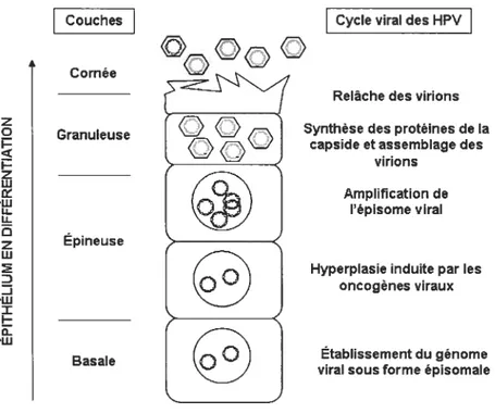 Figure 5 Cycle réplicatif viral au sein de l’épithélium en différentiation. Suite à l’infection d’une cellule basale par un HPV, le génome viral est d’abord établi sous forme d’épisomes extra-chromosomaux présents en 50 à 100 copies dans le noyau des cellu