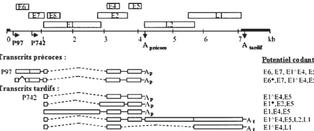 Figure 6: Carte des transcrits d’HPV31. Schéma du génome linéarisé où sont illustrées les protéines virales, les deux principaux promoteurs (flèches) ainsi que les deux séquences de polyadényïation (A)