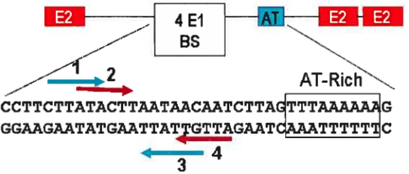 Figure 7 : Organisation de l’origine de réplication virale. La séquence de liaison d’El, un palindrome contenant 4 sites agencés en paires inversées, est bordée par trois sites de liaison pour E2