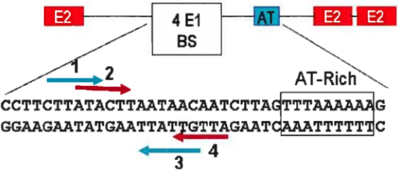 Figure 7 : Organisation de l’origine de réplication virale. La séquence de liaison d’El, un palindrome contenant 4 sites agencés en paires inversées, est bordée par trois sites de liaison pour E2