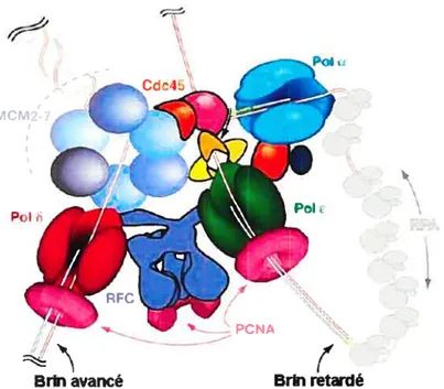 figure 8: Schéma de la fourche de réplication chez les eucaryotes. Le complexe hélicase MCM2-7 sépare les brins d’ADN afin de permettre la réplication des brins d’ADN par les polymérases réplicatives