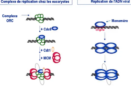 Figure 9: Comparaison des protéines initiatrices eucaryotes et virales. L’initiation de la réplication chez les eucaryotes nécessite d’abord le positionnement du complexe de reconnaissance de l’origine de réplication, auquel s’ajoute séquentiellement les p