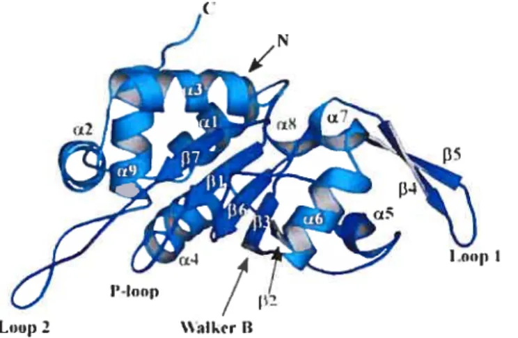Figure 10 Structure du domaine C-terminal d’f 1. Schéma résultant du cristal de HPV 18 E 1(438-631) où sont annotés les motifs qui interviennent dans la liaison du NTP
