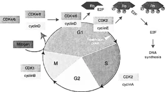 Figure 1: Le cycle cellulaire et les complexes cyclin/CDKs spécifiques aux