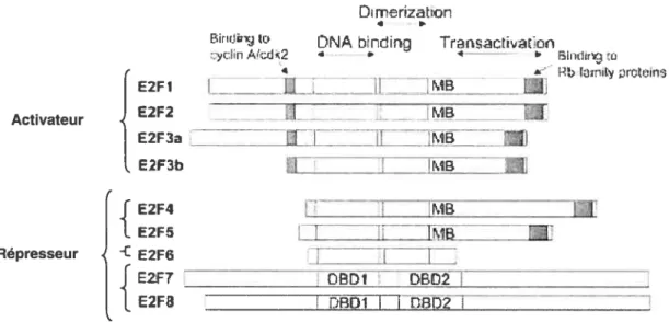 Figure 2 : Les membres de la famille des facteurs de transcription 12f. (Modifié de Current Molecular Medicine