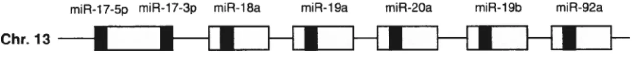 figure 5 : Le cluster miR-1 7-92