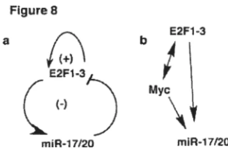 Figure 8 E2F1-3 a b (+) E2F1-3 4 NMYC miR-17/20 miR-17120