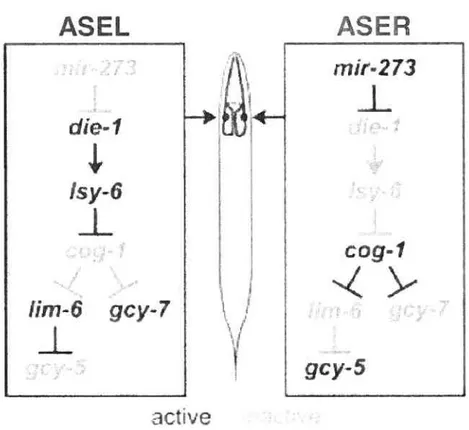 Figure 9 : Cascade de régulation établissant l’asymétrie du système gustatif chez C. elegans (Tiré de Johnston et al