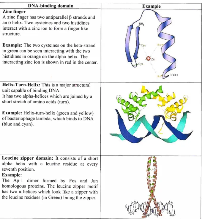 Table 1: Different types ofDNA bïnding domaïns