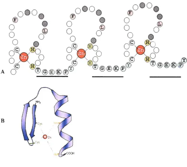 Figure 1: The basic structural unit of a C2112 zinc linger protein.