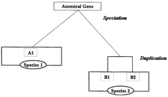 Figure 4: Schematic representation of speciation and duplication