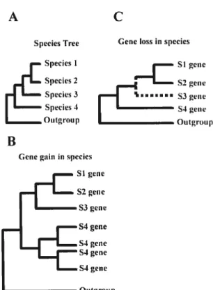 Figure 4: Evolutionary scenarios in the phylogenetic tree