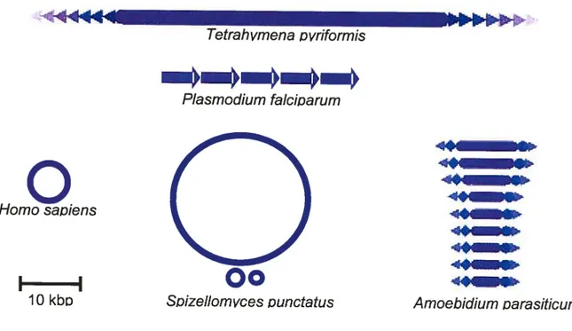Figure 1 Architecture des génomes mitochondriaux