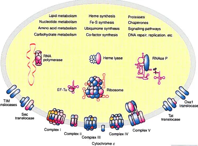 Figure 2: Processi biologiques dans la mitochondrie.