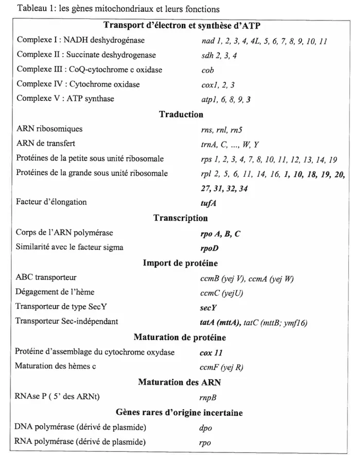 Tableau 1: les gènes mitochondriaux et leurs fonctions