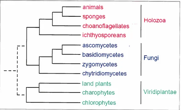 Figure 3 Arbre phylogénétique schématique montrant la base des animaux, des champignons et des plantes terrestres.