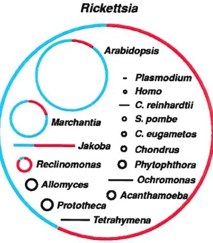 Figure 4 Taille et contenu en gène de génomes mitochondriaux comparés à une Œ