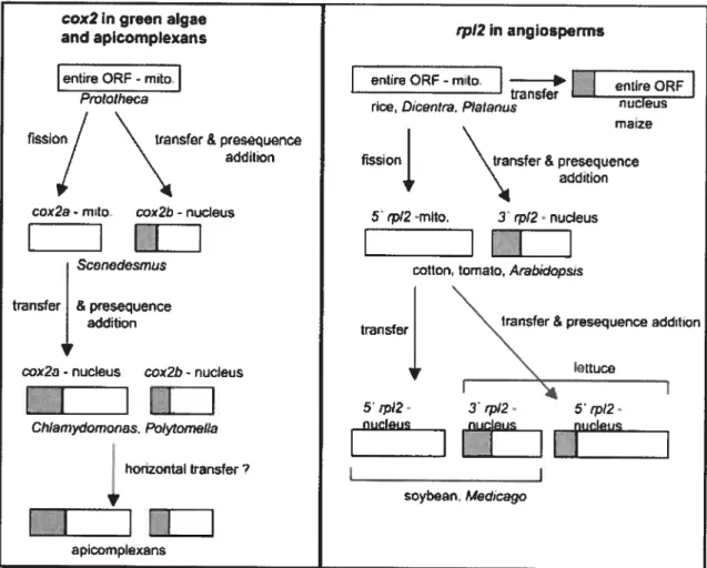 Figure 5 : Transfert des gènes mitochondriaux vers le noyau