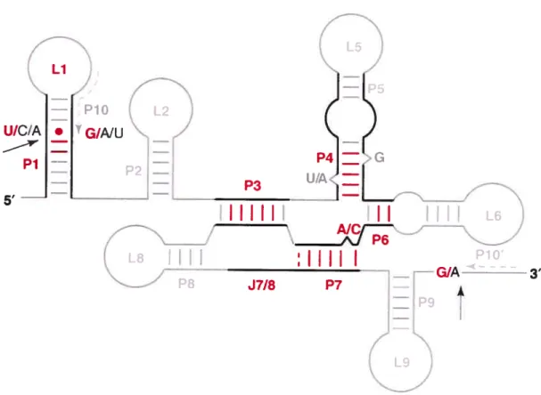 Figure 6 : Consensus de la structure secondaire des introns de groupe I mitochondriaux