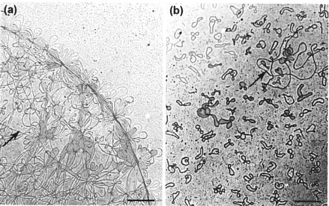 figure 9 Microscopie électronique de l’ADNk de C. fasciculata.