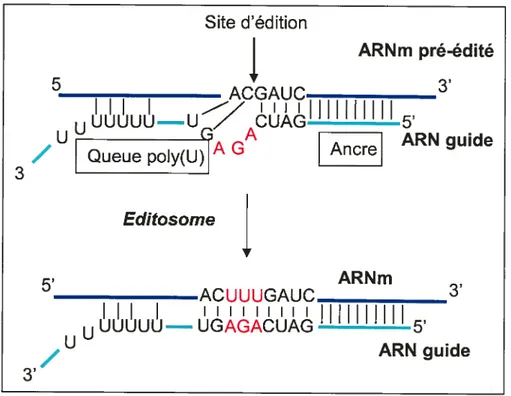 Figure 11 Schéma de l’insertion de U dans un ARNm