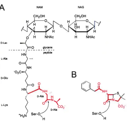 Figure 1.2 Comparaison structurelle entre les peptidoglycanes et les antibiotiques 3-