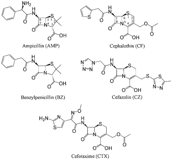 Figure 2.1 Structures of j3-lactarn antibiotics used in this study. Ampicillin and benzylpenicillin are classical penicillins, whereas cephalothin and cefazolin are first generation cephalosporins