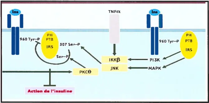 Figure 1 : Contrôle négatif de la signalisation à Pinsuline par la phosphorylation des Sertfyr des protéines IRS.