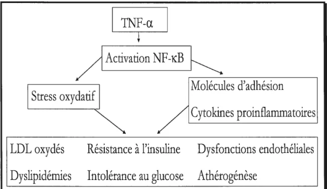 Figure 2 : Implication de la voie d’activation du NF-KB (Nuclear factor-kappaB) dans le développement de plusieurs comorbidités associées à l’obésité.