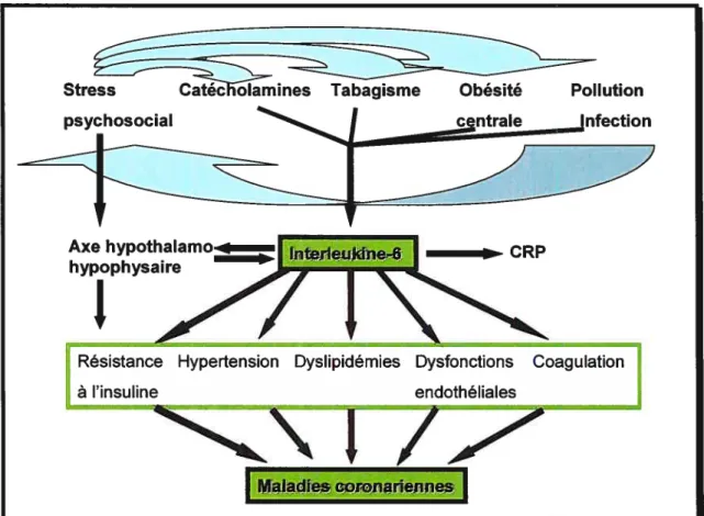 Figure 3 IL-6 comme élément central reliant l’inflammation, l’obésité, le stress et les maladies coronariennes.
