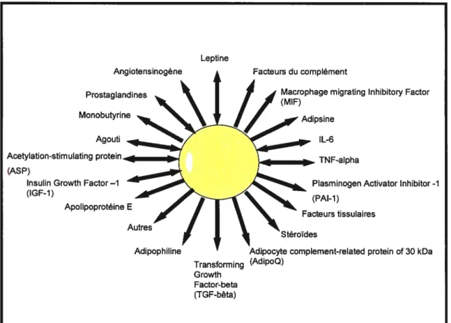 Figure 4: L’adipocyte et ses adipocytoldnes. Adapté de fruhbeck et al 2001.