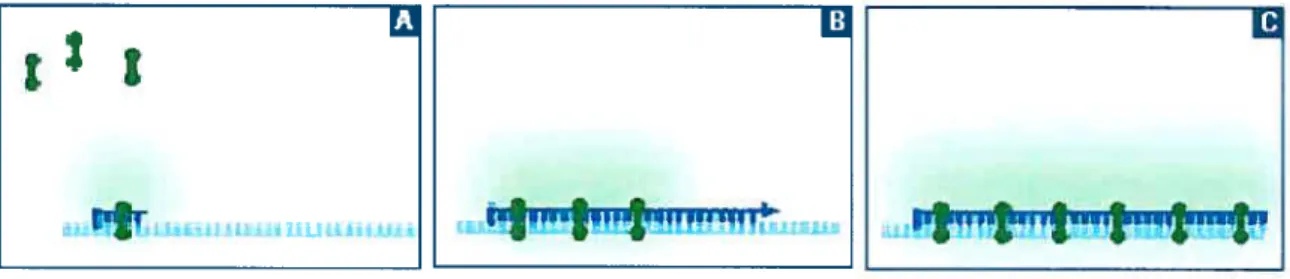 Figure 5 : Le SYBR green I s’intercale entre les doubles brins d’ADN formés au cours de la PCR