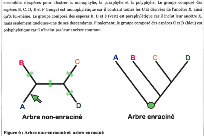 Figure 6 Arbre non-enraciné et arbre enraciné