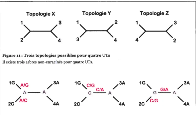 Figure ri: Trois topologies possibles pour quatre UTs