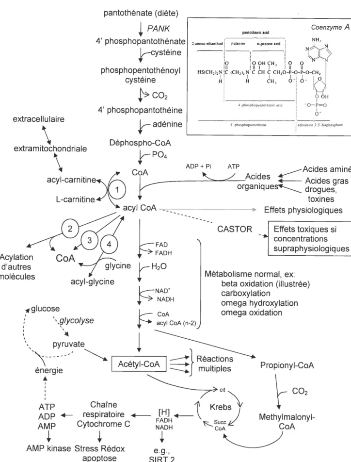 Figure 1: Résumé du métabolisme du CoA. La légende est à la page 5